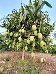 Anwar Ratol Mango – 5 to 10KG Box | Small-Size, Fragrant & Premium Mangoes from Pakistan