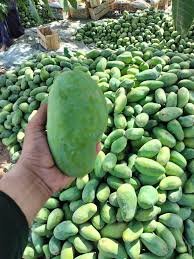 Sindhri Mango – 5 to 10KG Box | Premium Early-Season Mango from Sindh, Pakistan